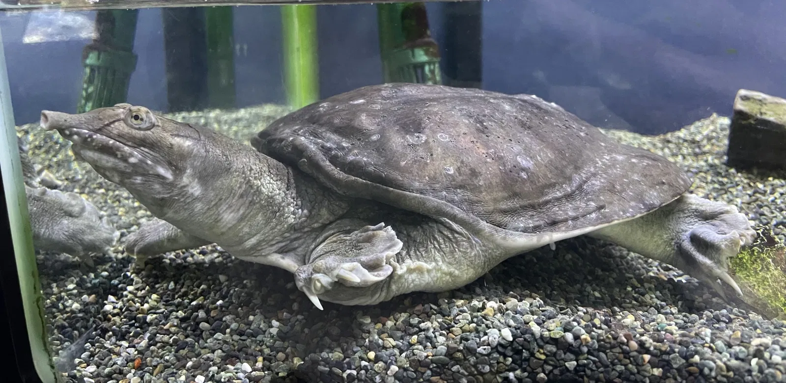 Salmon Hometown Chitose Aquarium