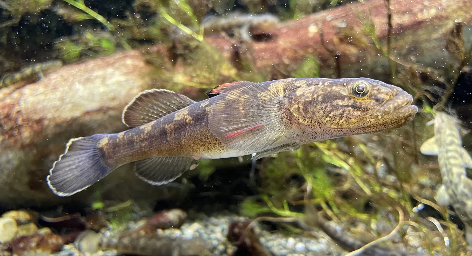 Salmon Hometown Chitose Aquarium