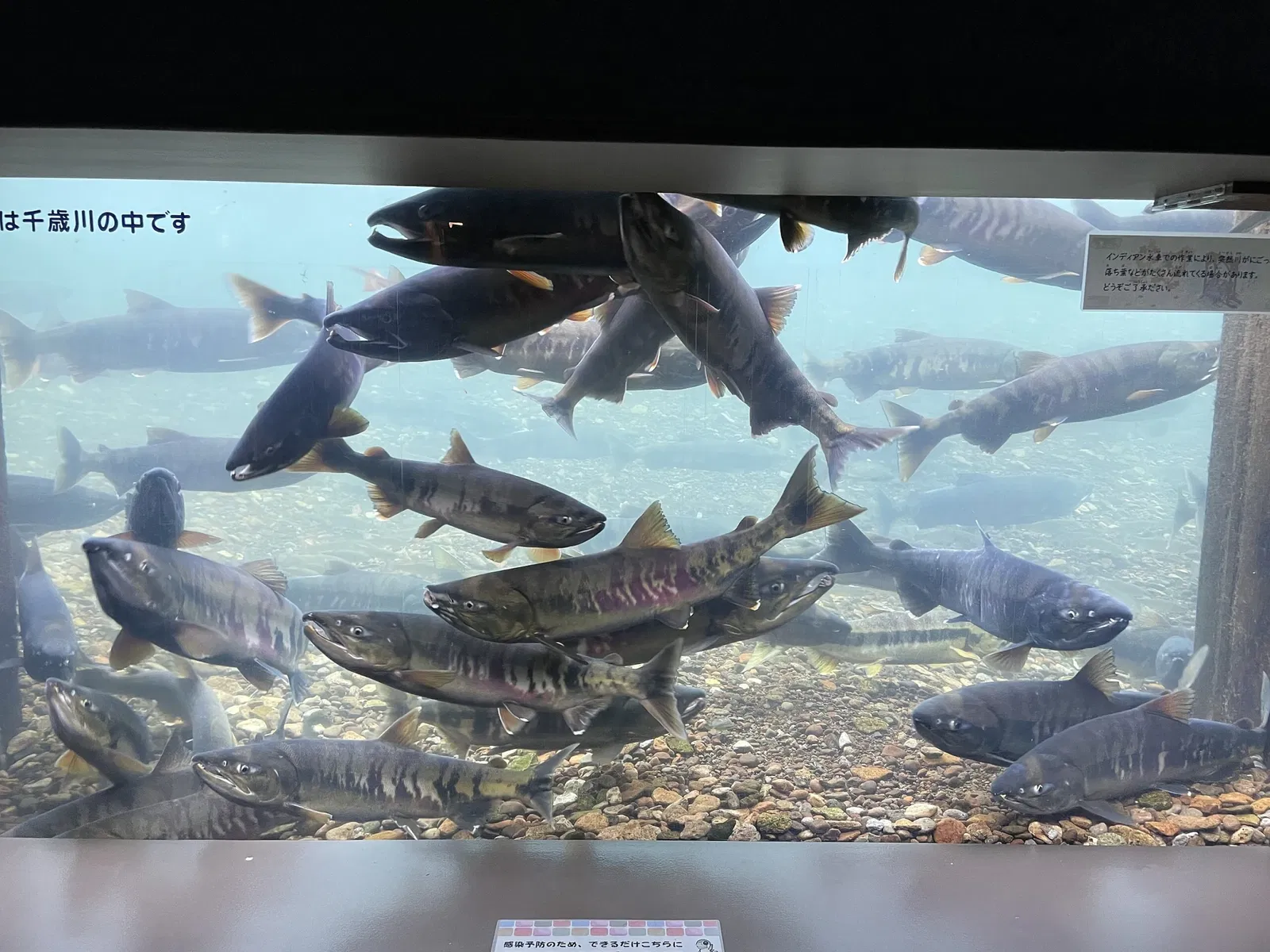 Salmon Hometown Chitose Aquarium