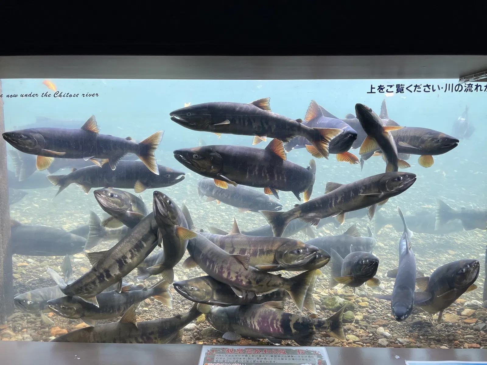Salmon Hometown Chitose Aquarium