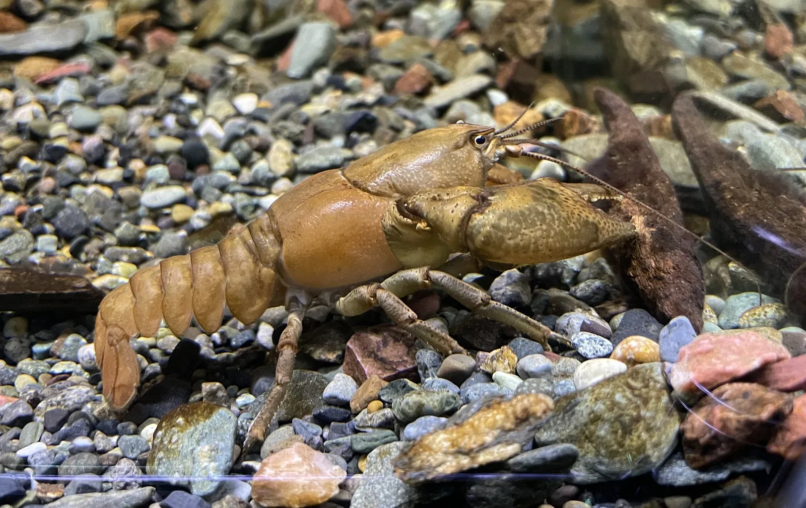 Salmon Hometown Chitose Aquarium