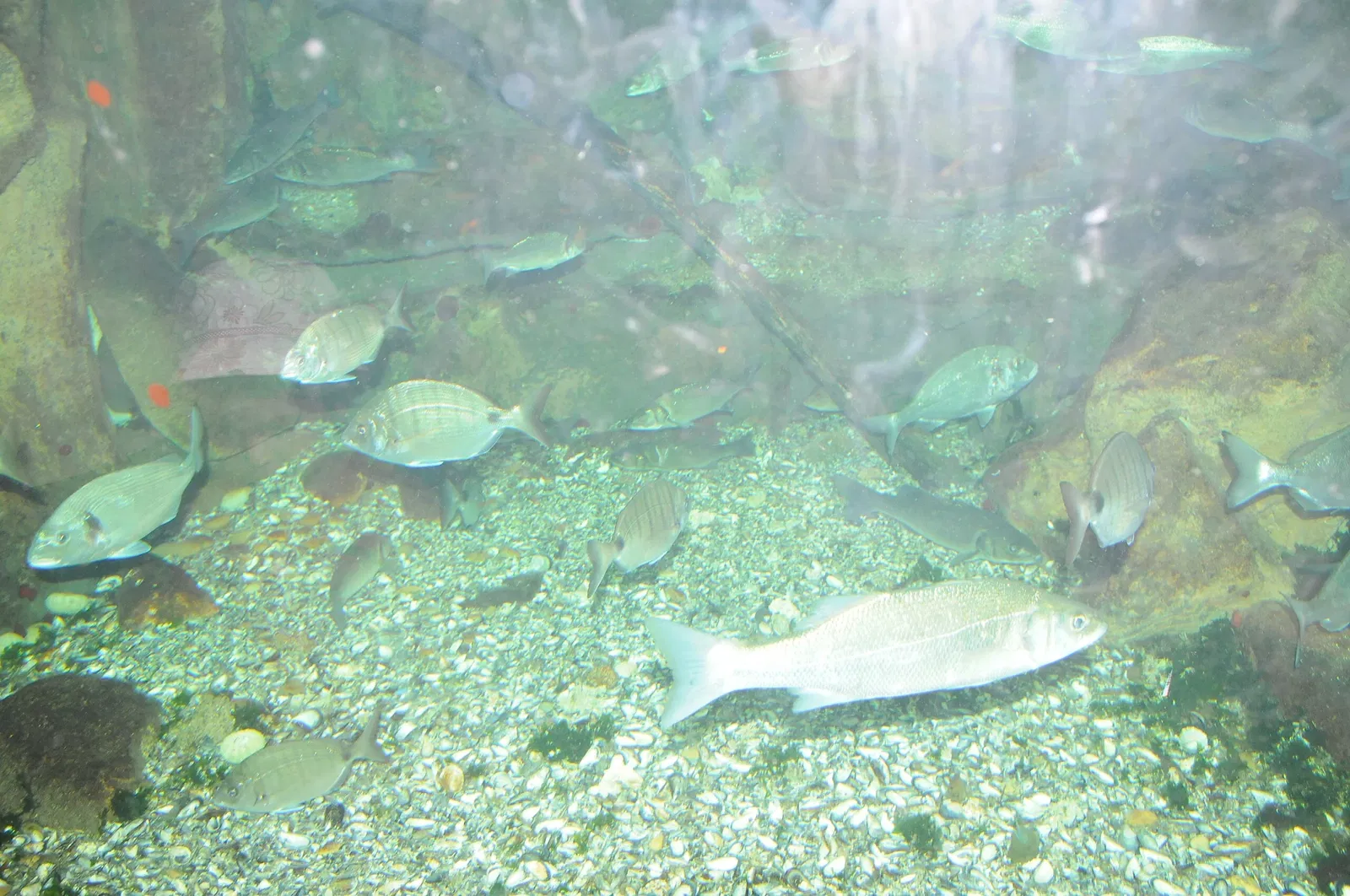 Aquamuseu do Rio Minho