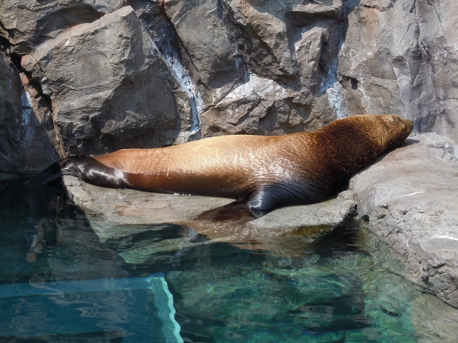 Miyajima Public Aquarium