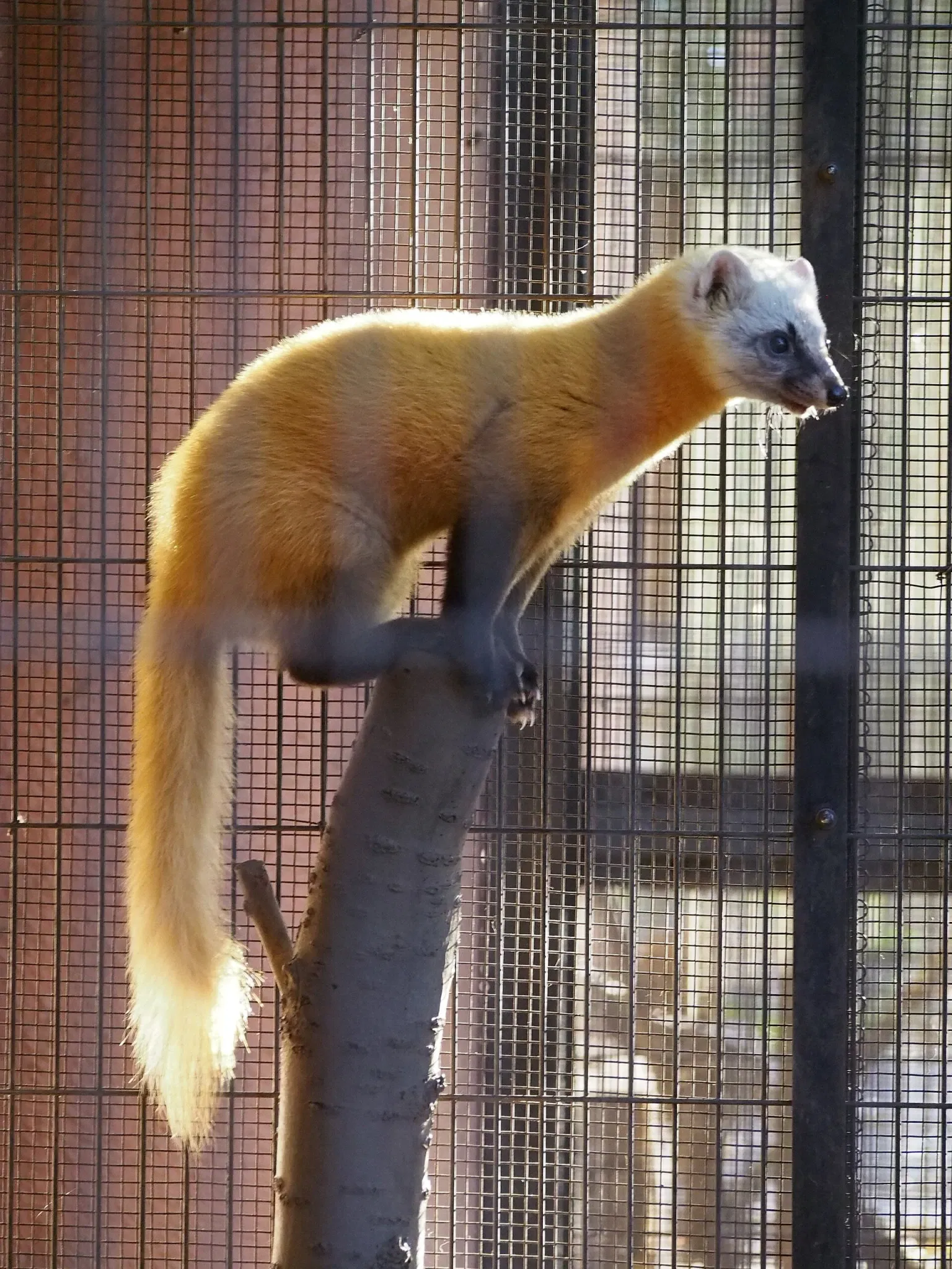 Inokashira Park Zoo