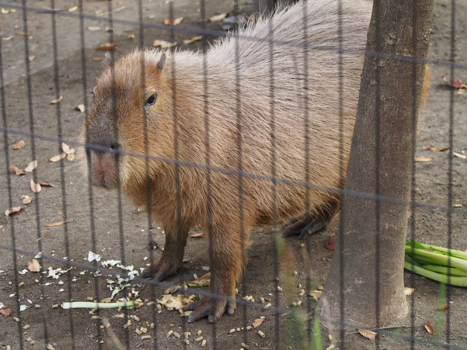 Inokashira Park Zoo
