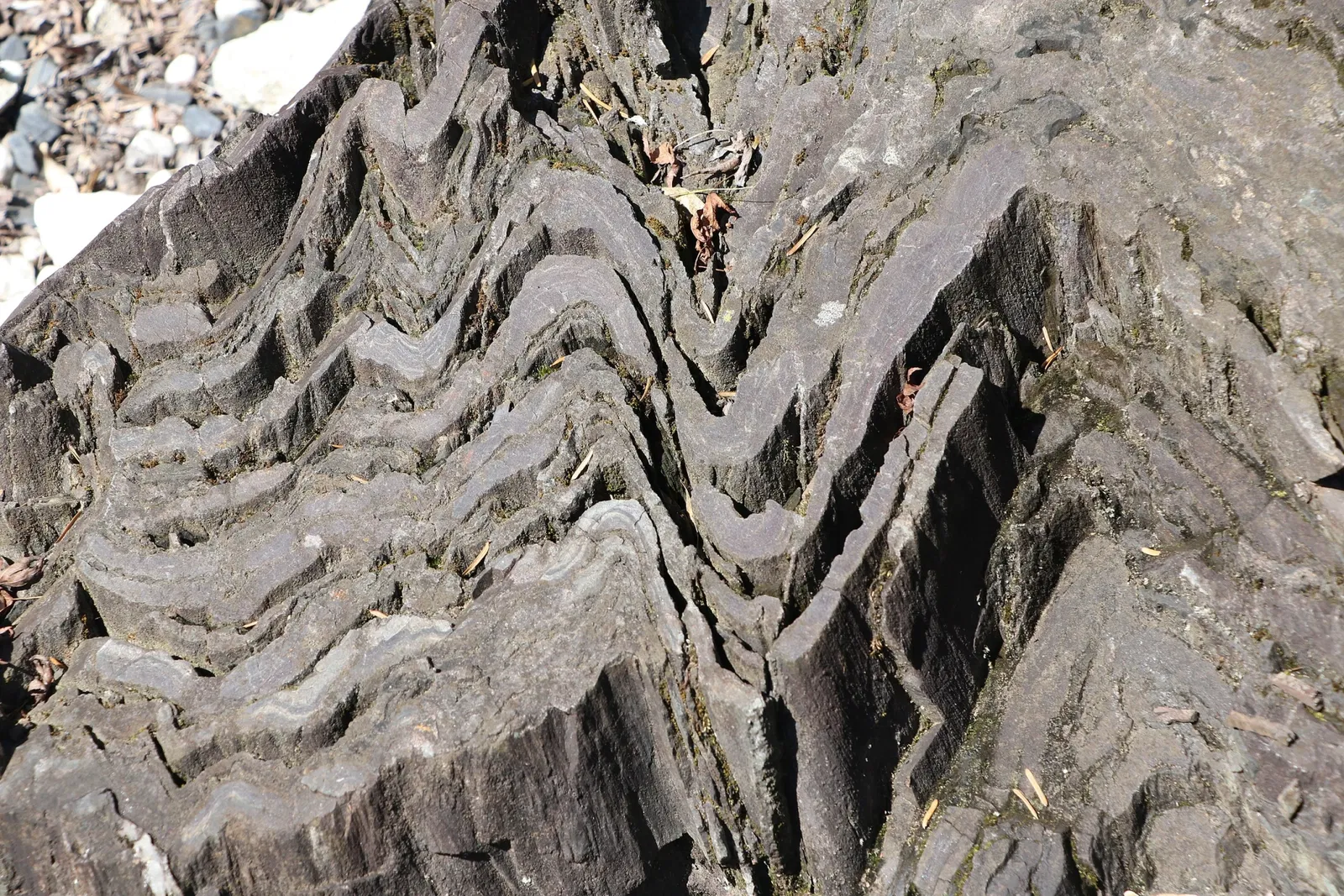 Saitama Museum of Natural History