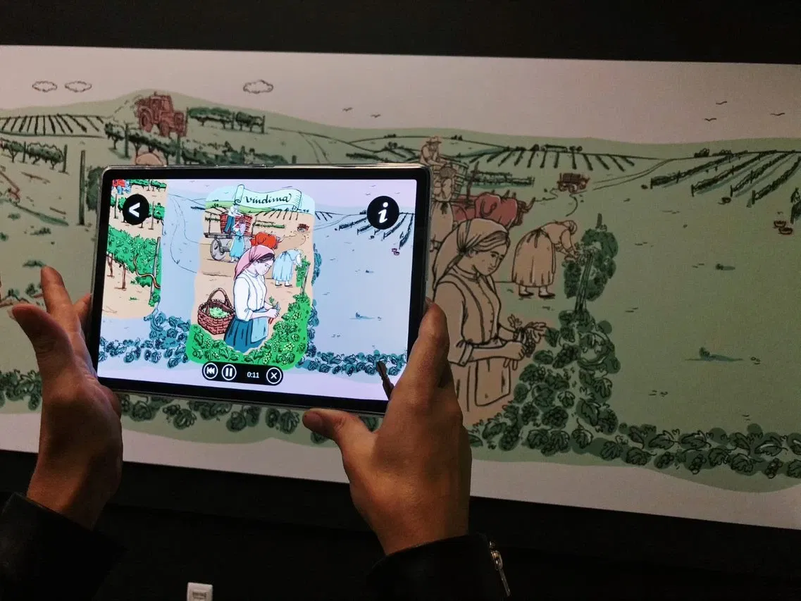 Wine and Vine Museum