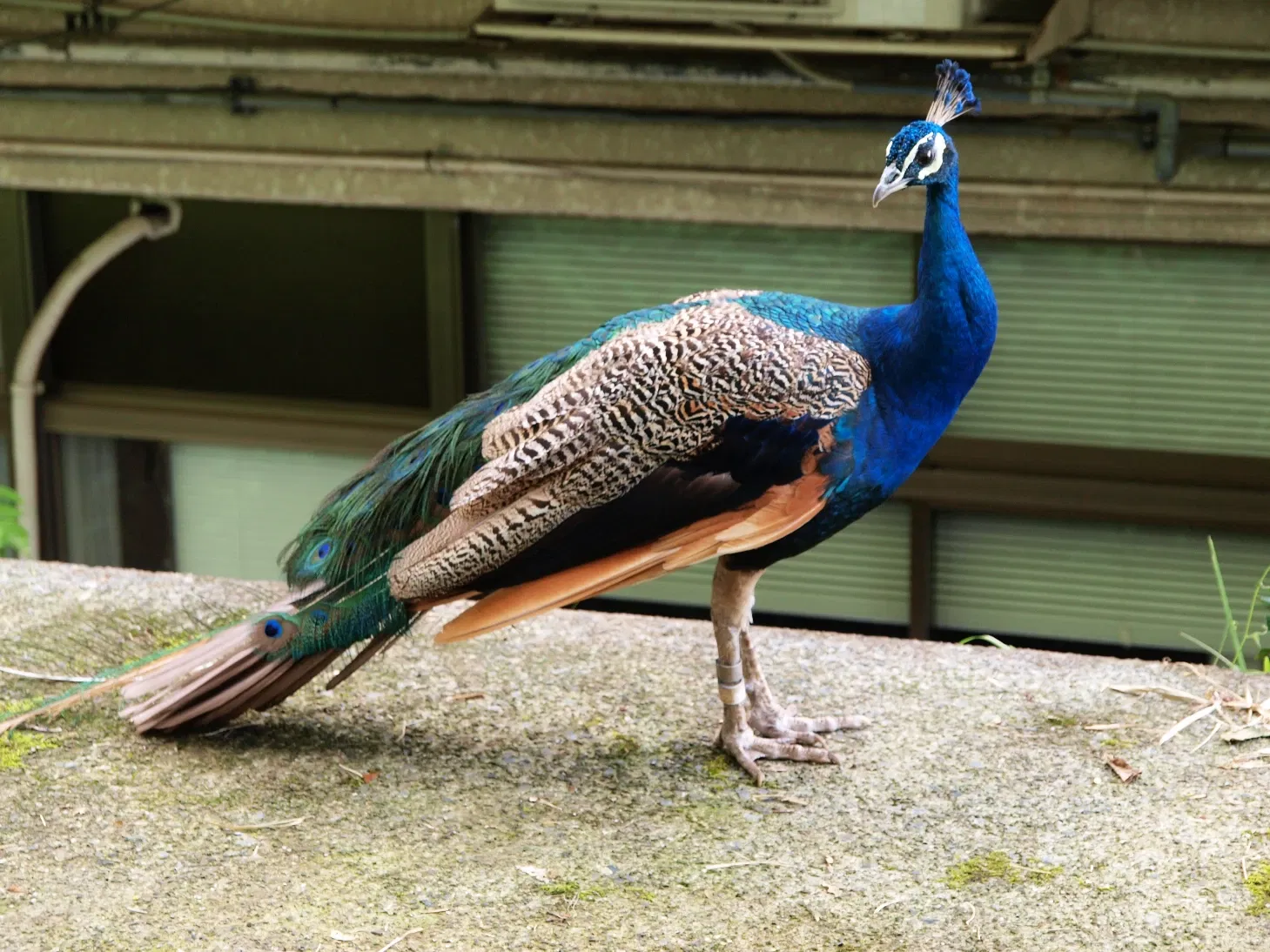 Tama Zoological Park