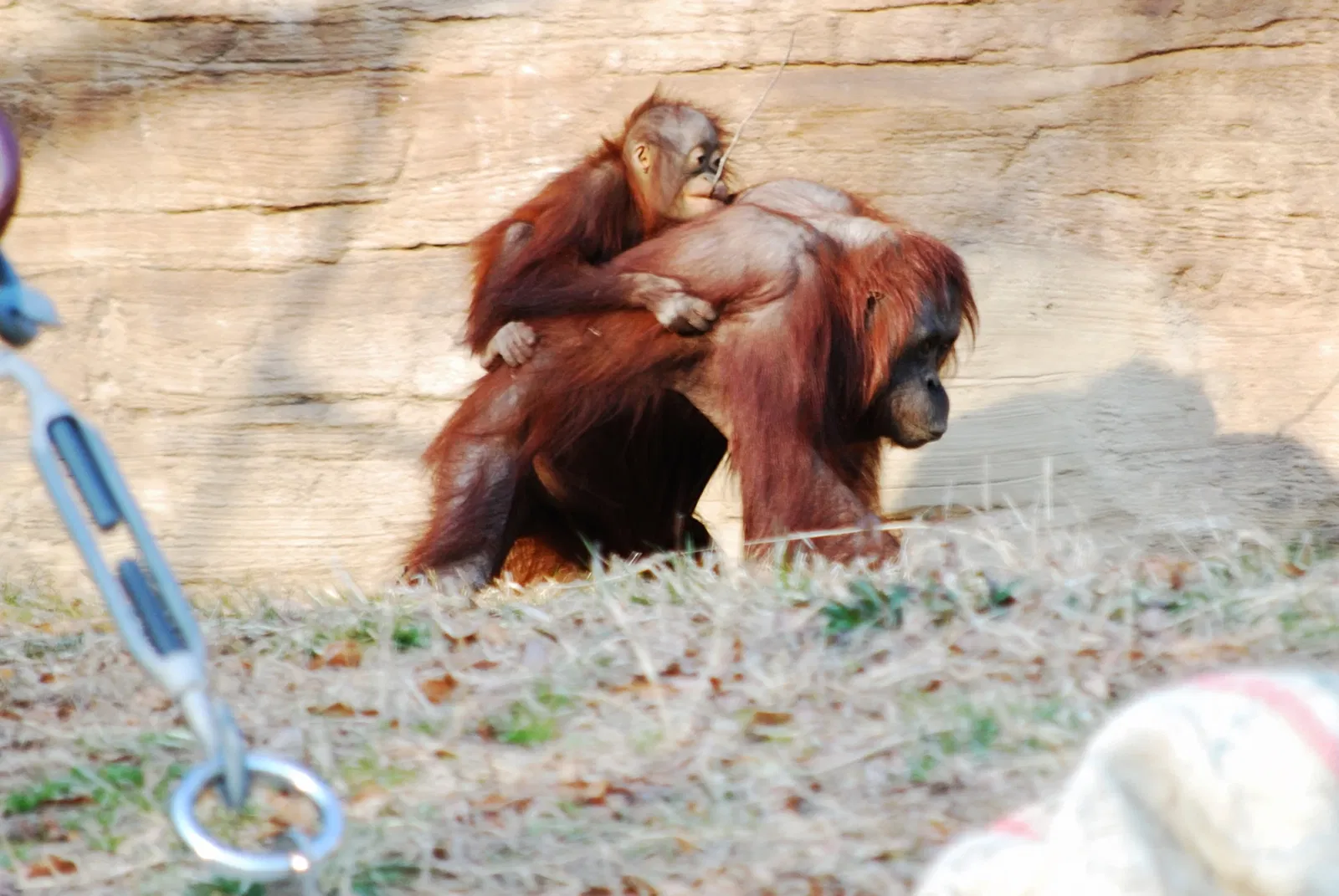 Tama Zoological Park