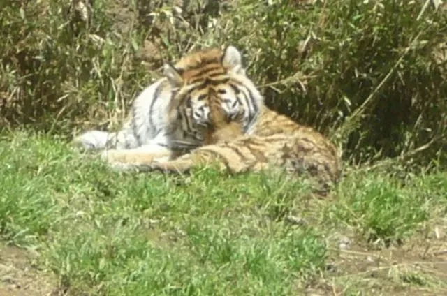 Tama Zoological Park