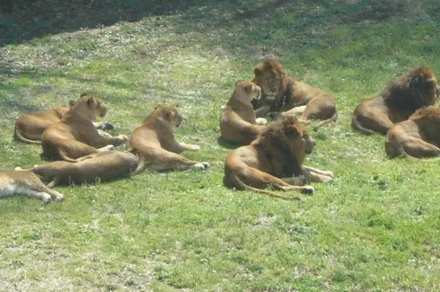 Tama Zoological Park