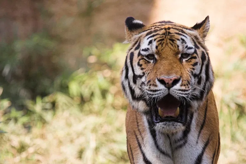 Tama Zoological Park