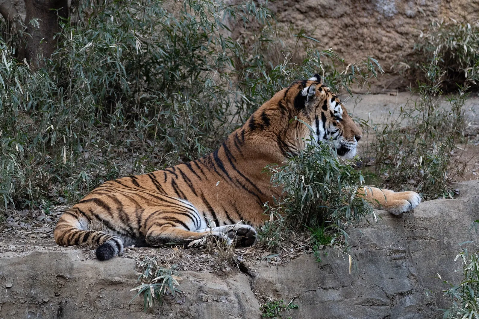 Tama Zoological Park