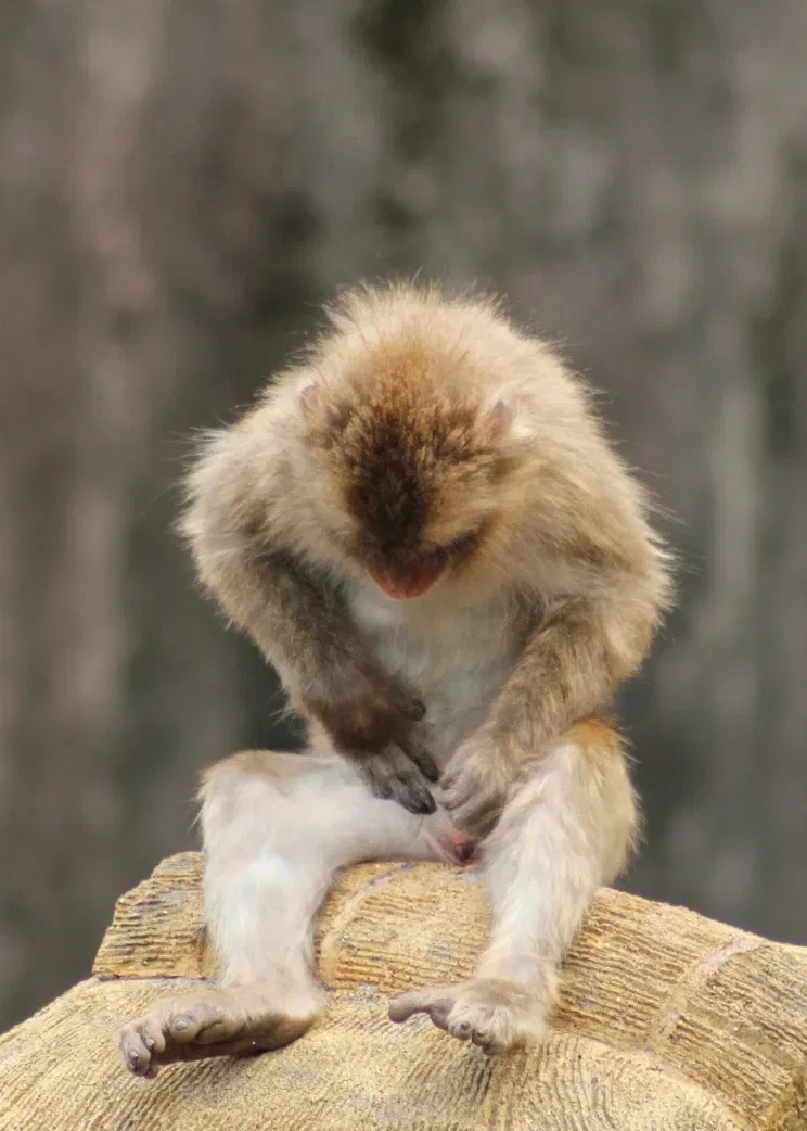 Tama Zoological Park