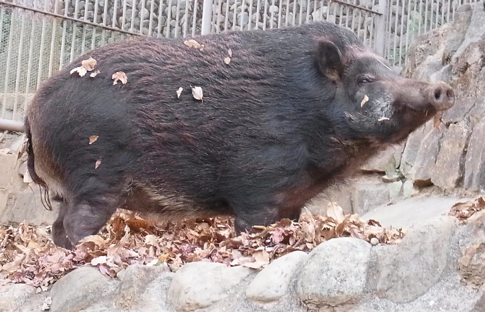 Tama Zoological Park