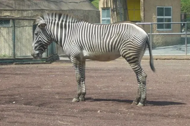 Tama Zoological Park