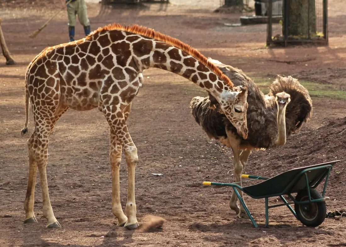 Tama Zoological Park