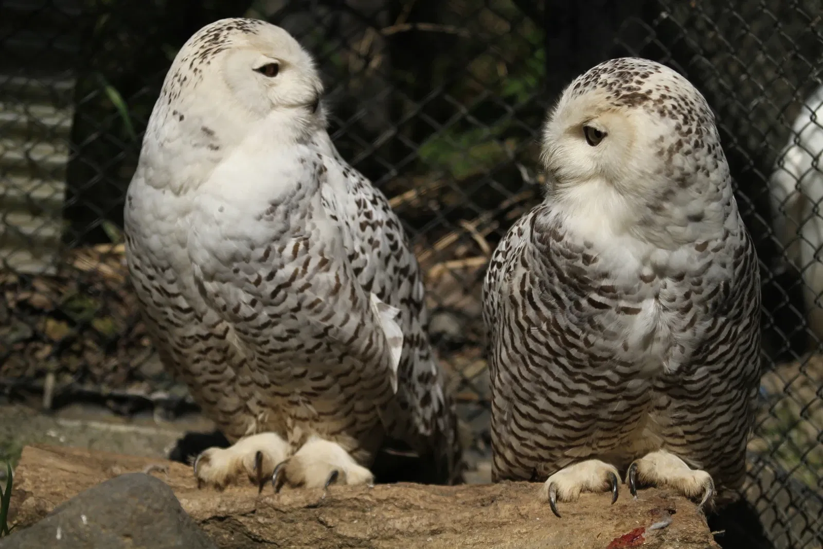 Tama Zoological Park