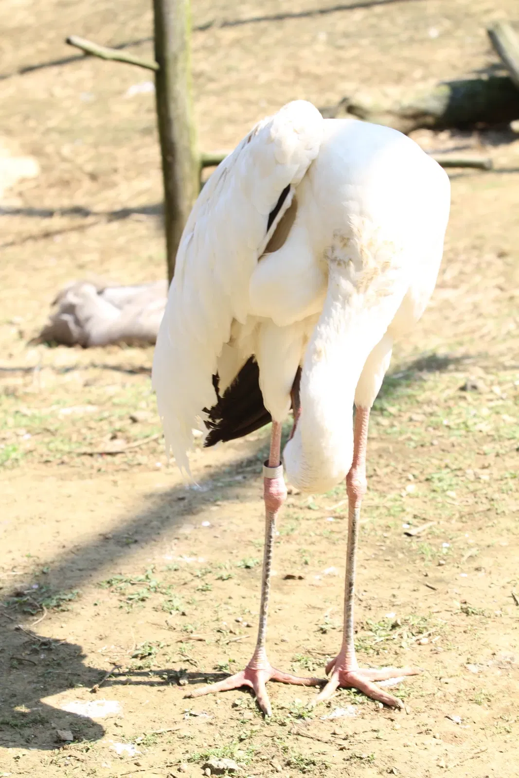 Tama Zoological Park
