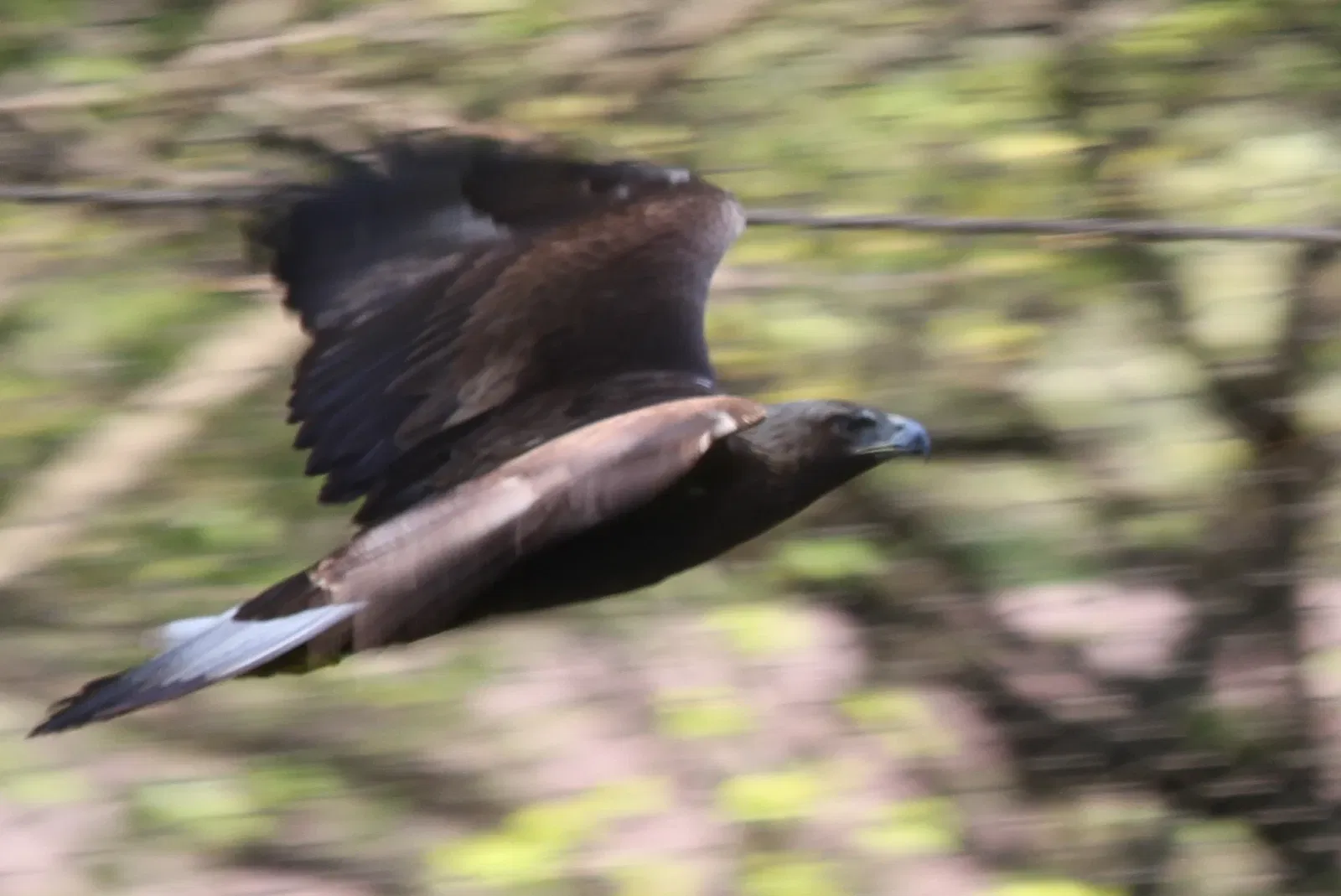 Tama Zoological Park