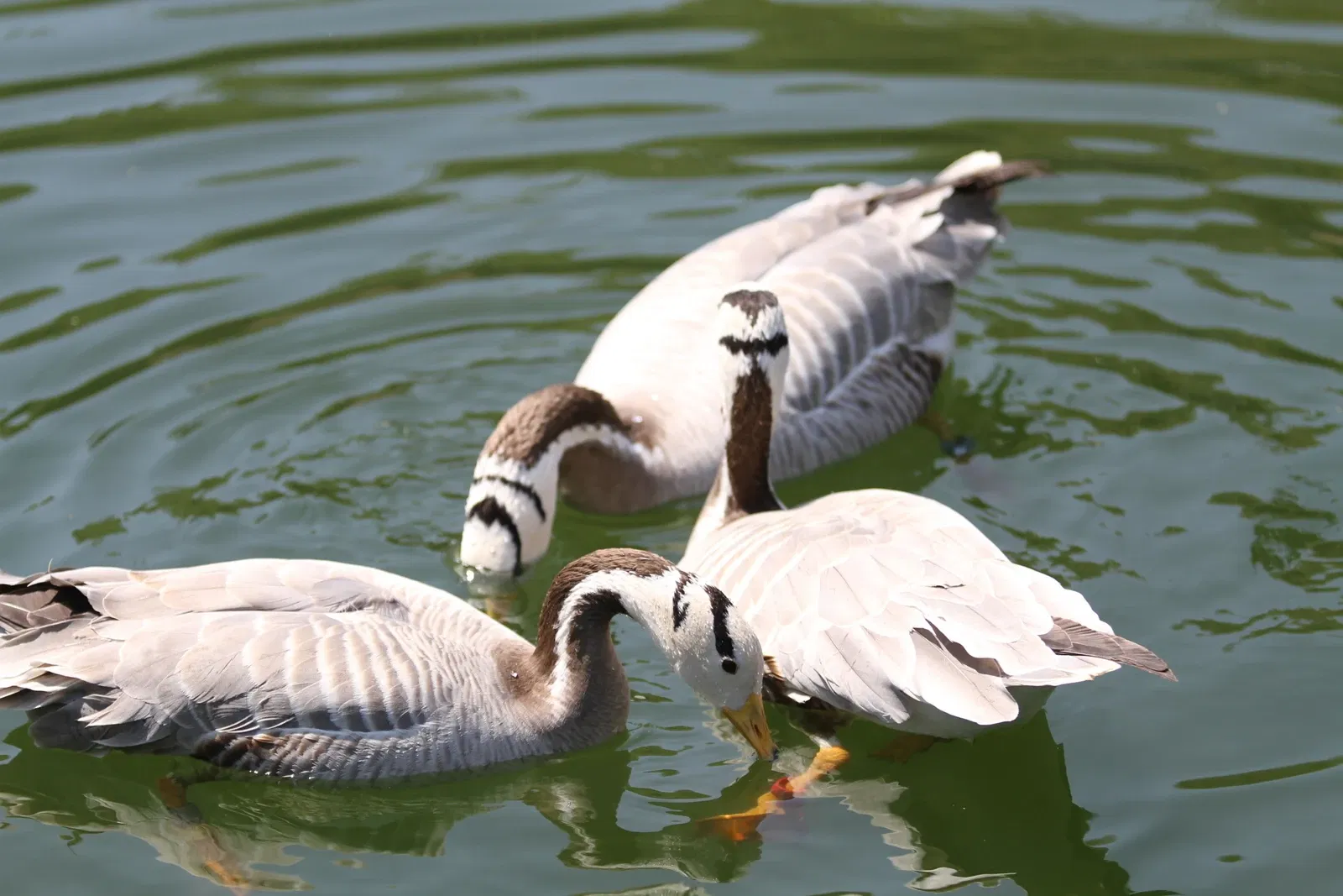 Tama Zoological Park