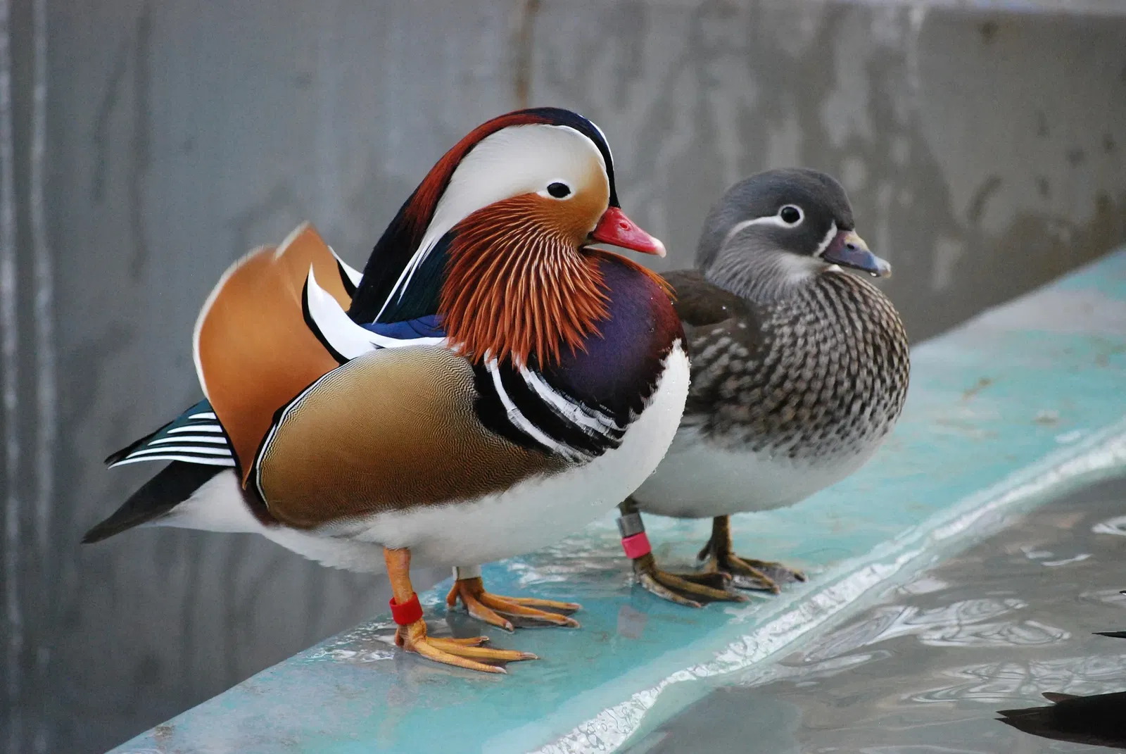 Tama Zoological Park
