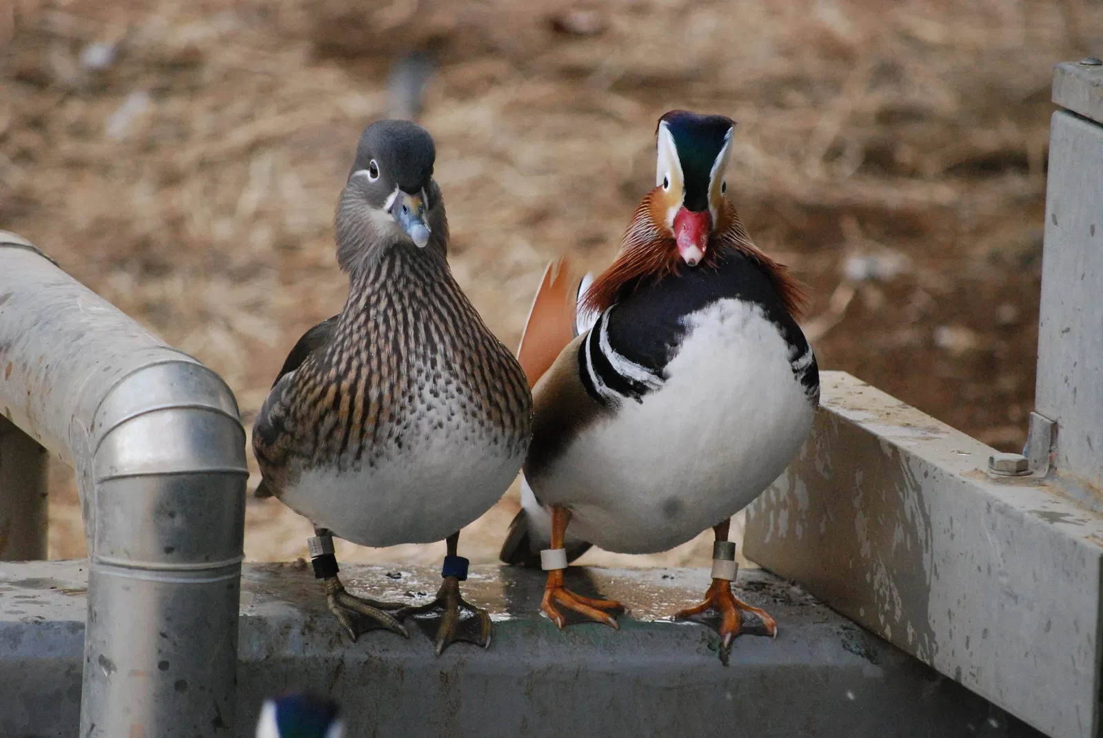 Tama Zoological Park