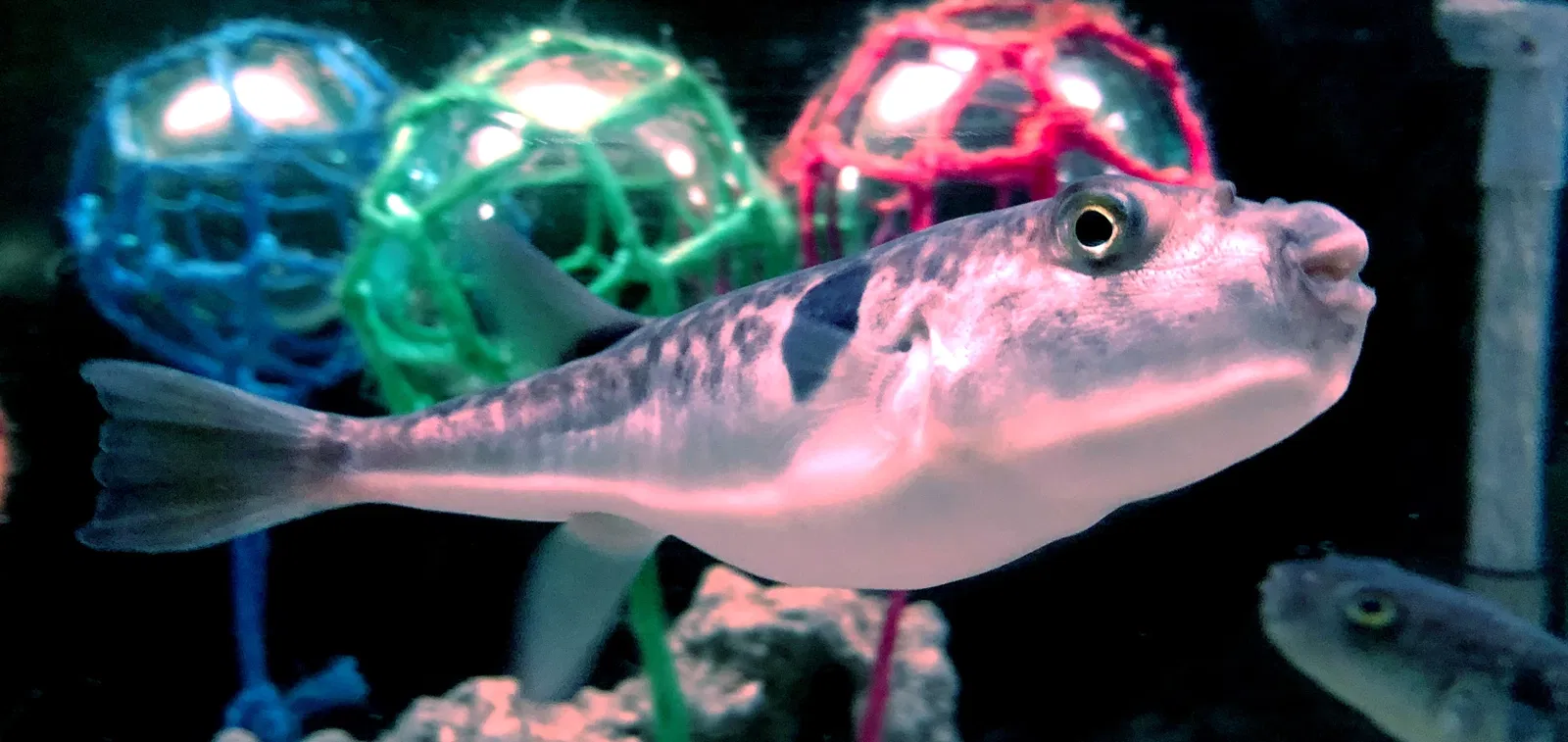 Wakkanai Noshappu Aquarium