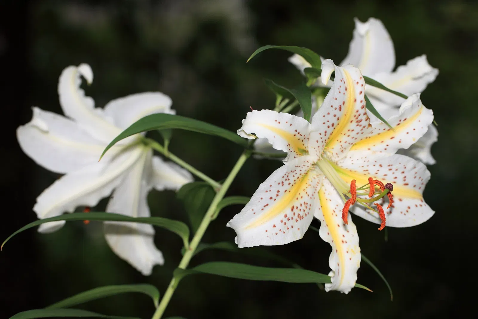 Kawaguchi Science Museum