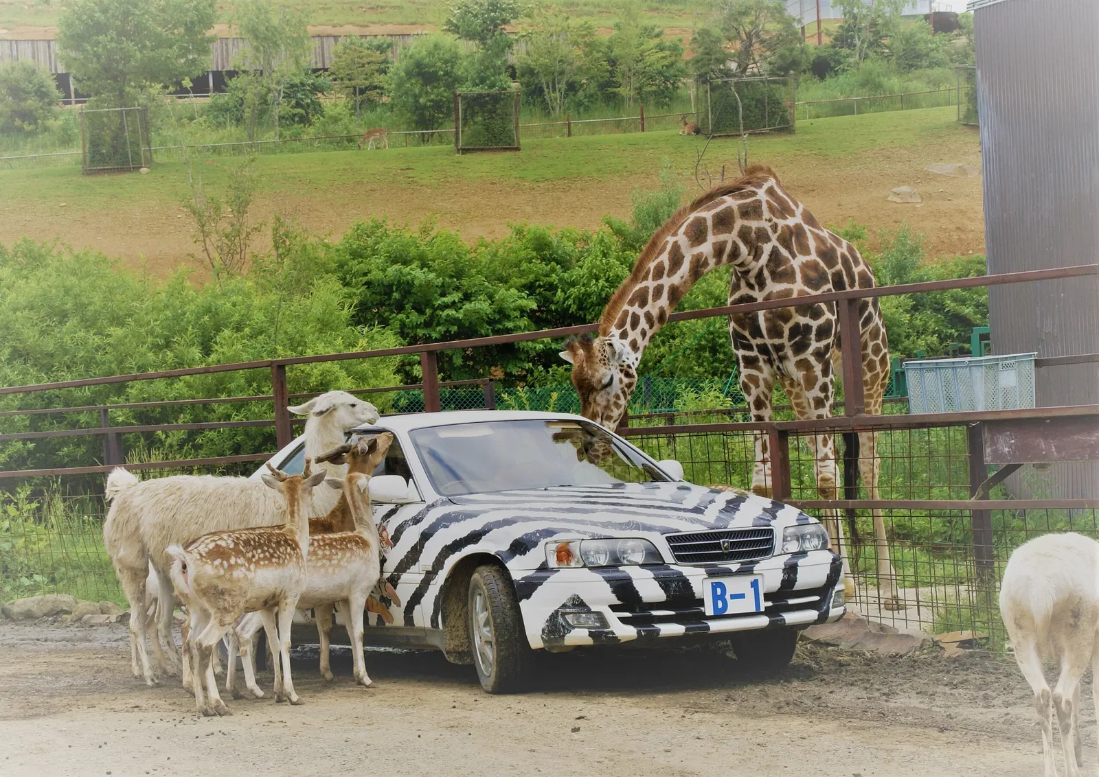 Tohoku Safari Park