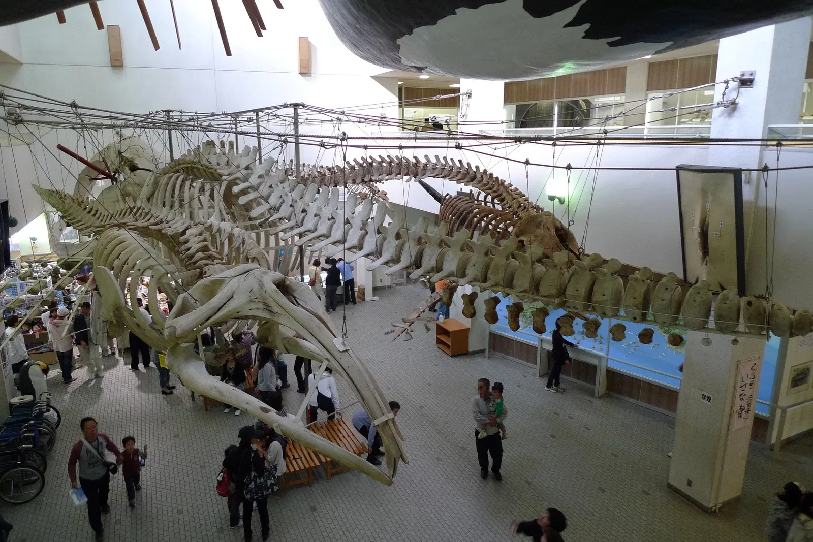 Taiji Whale Museum
