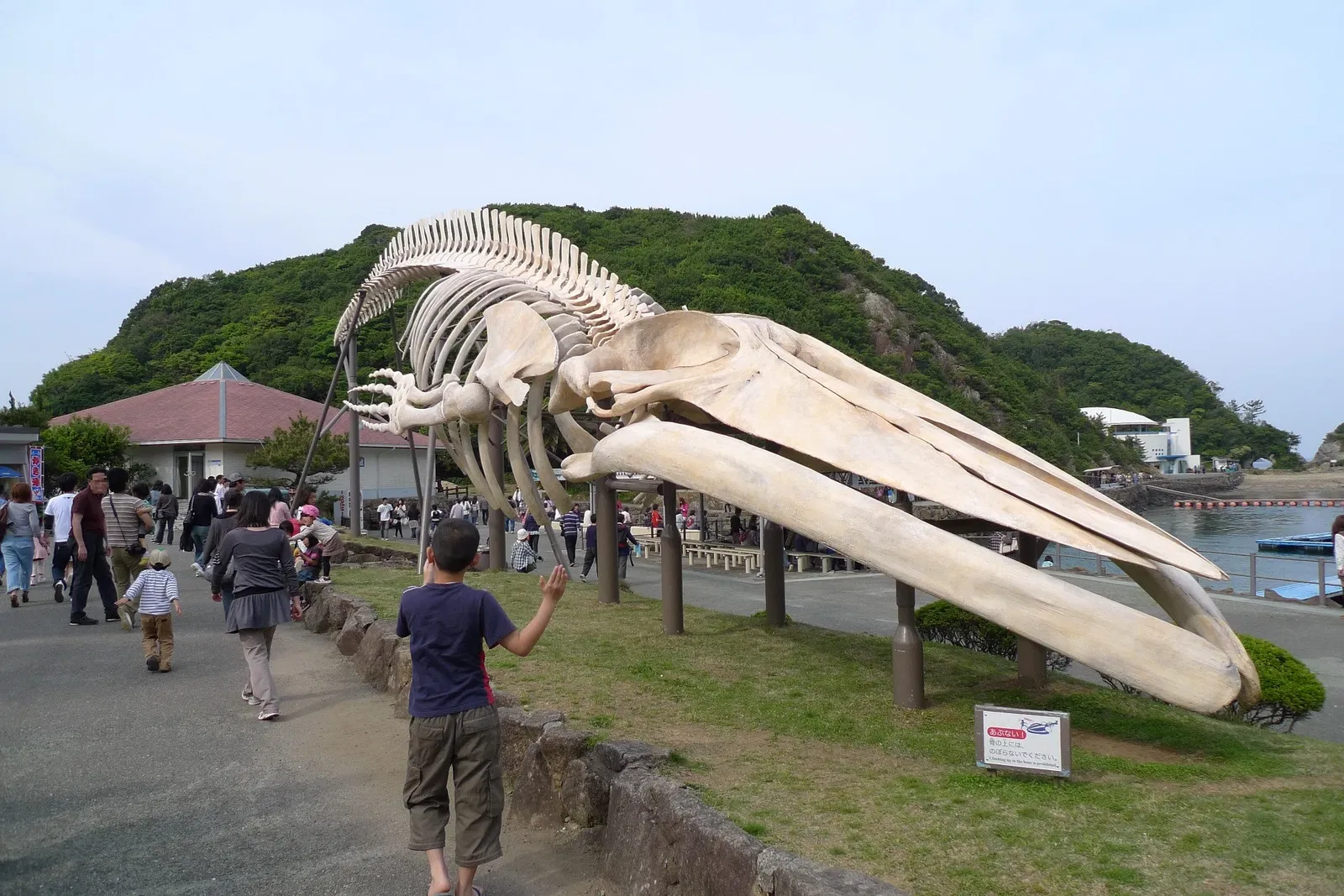 Taiji Whale Museum