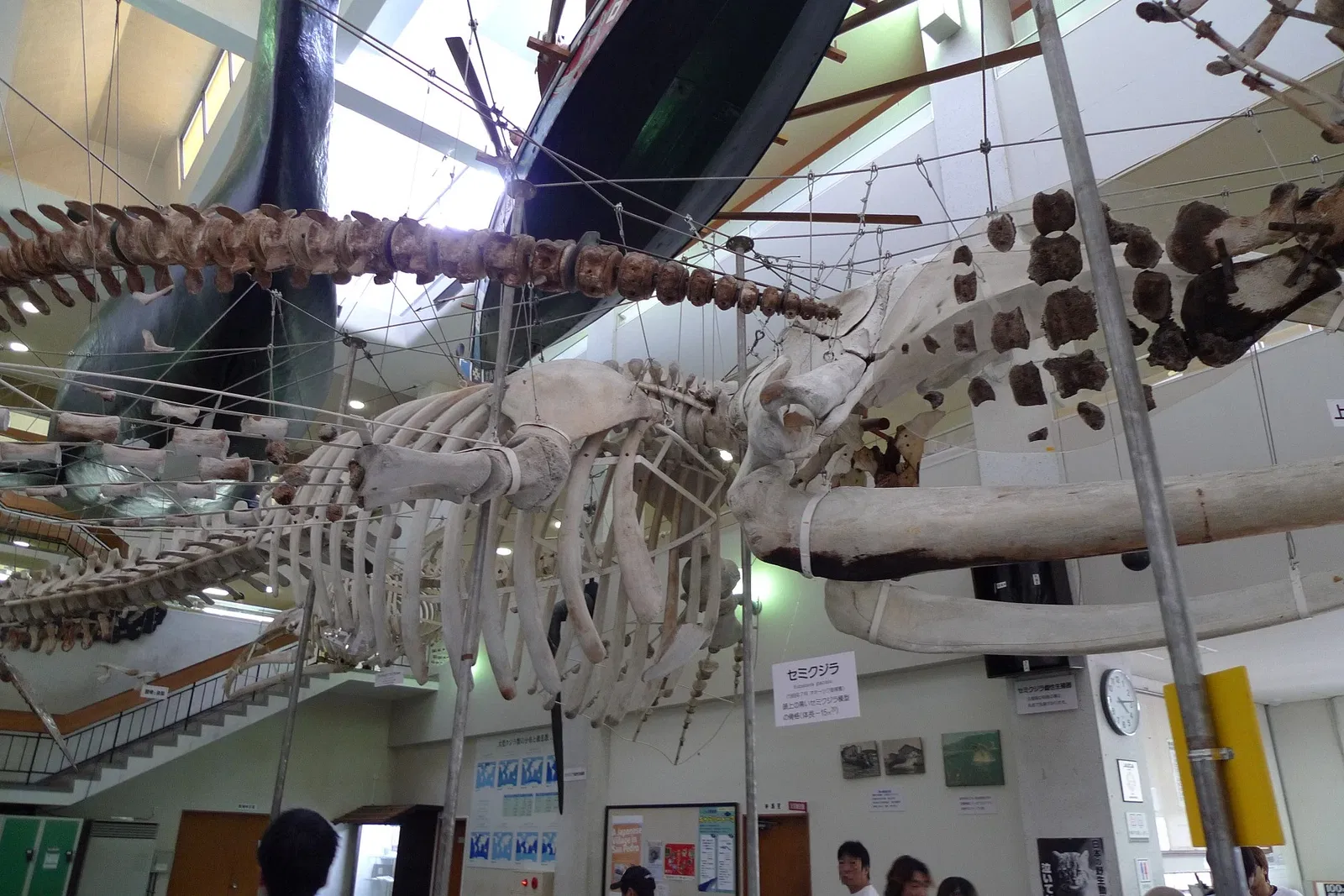 Taiji Whale Museum