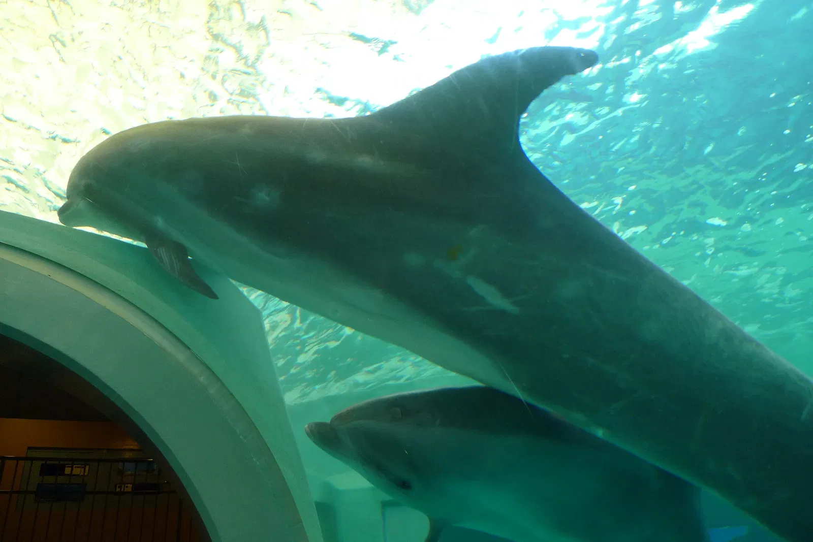 Taiji Whale Museum
