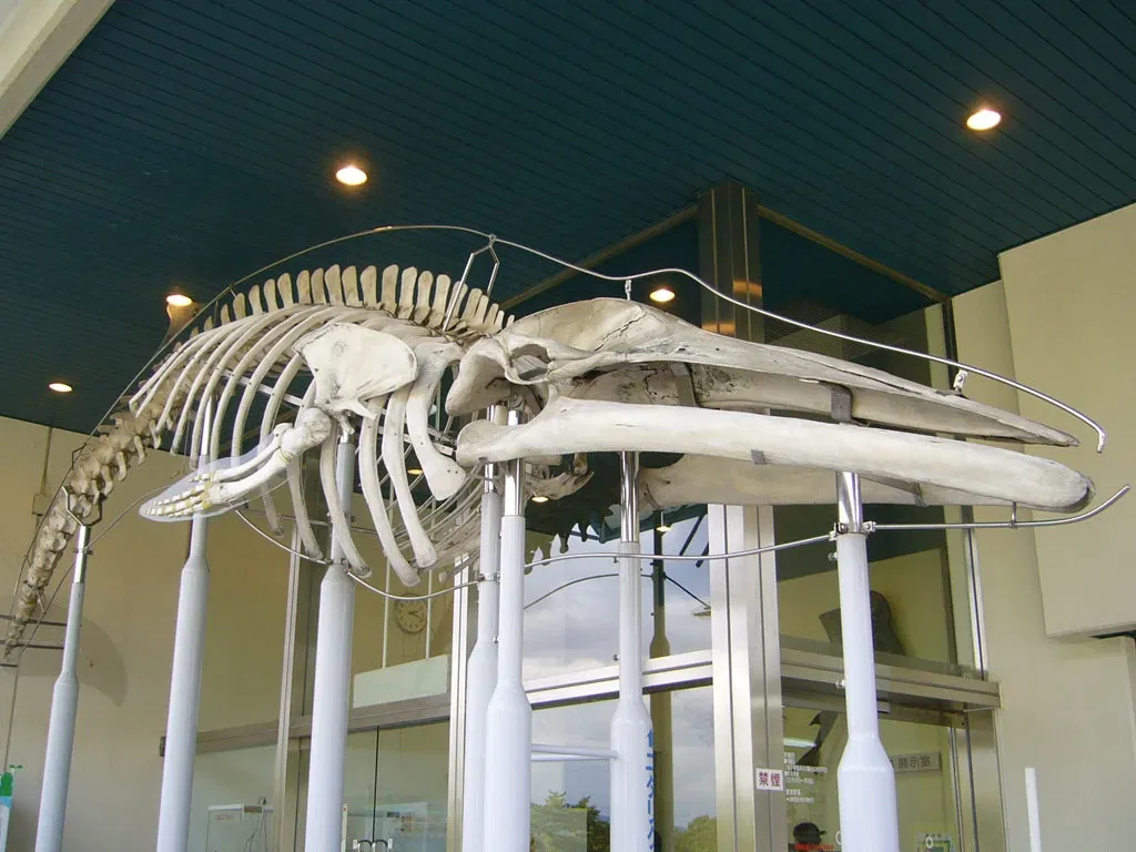 Wakayama Prefectural Museum of Natural History