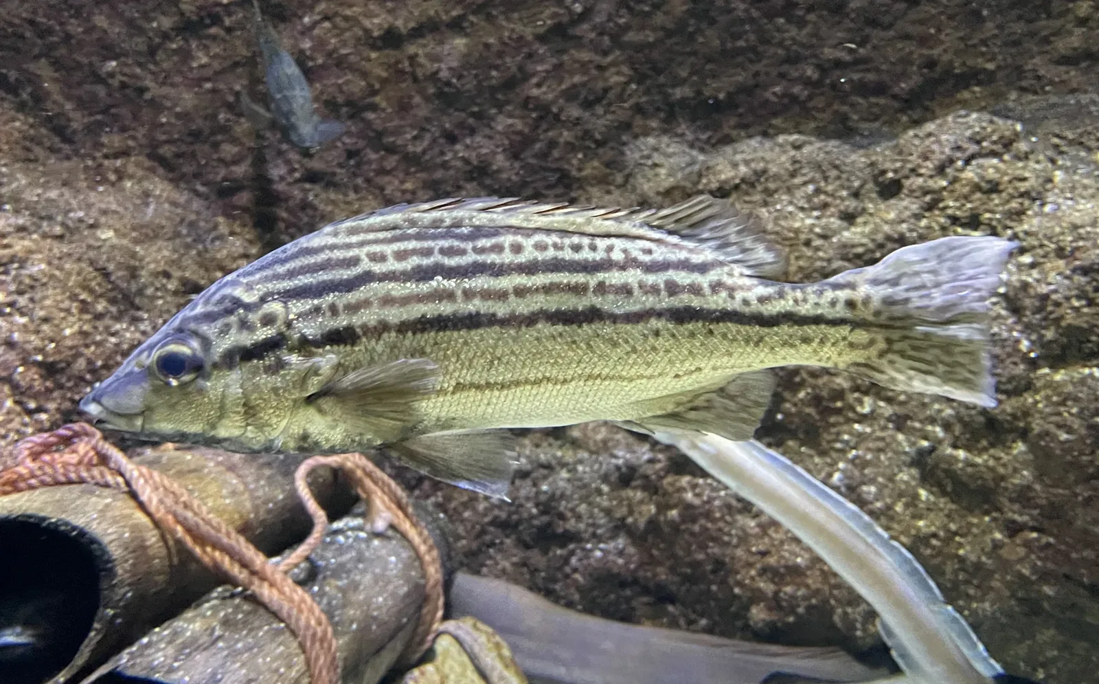 Wakayama Prefectural Museum of Natural History