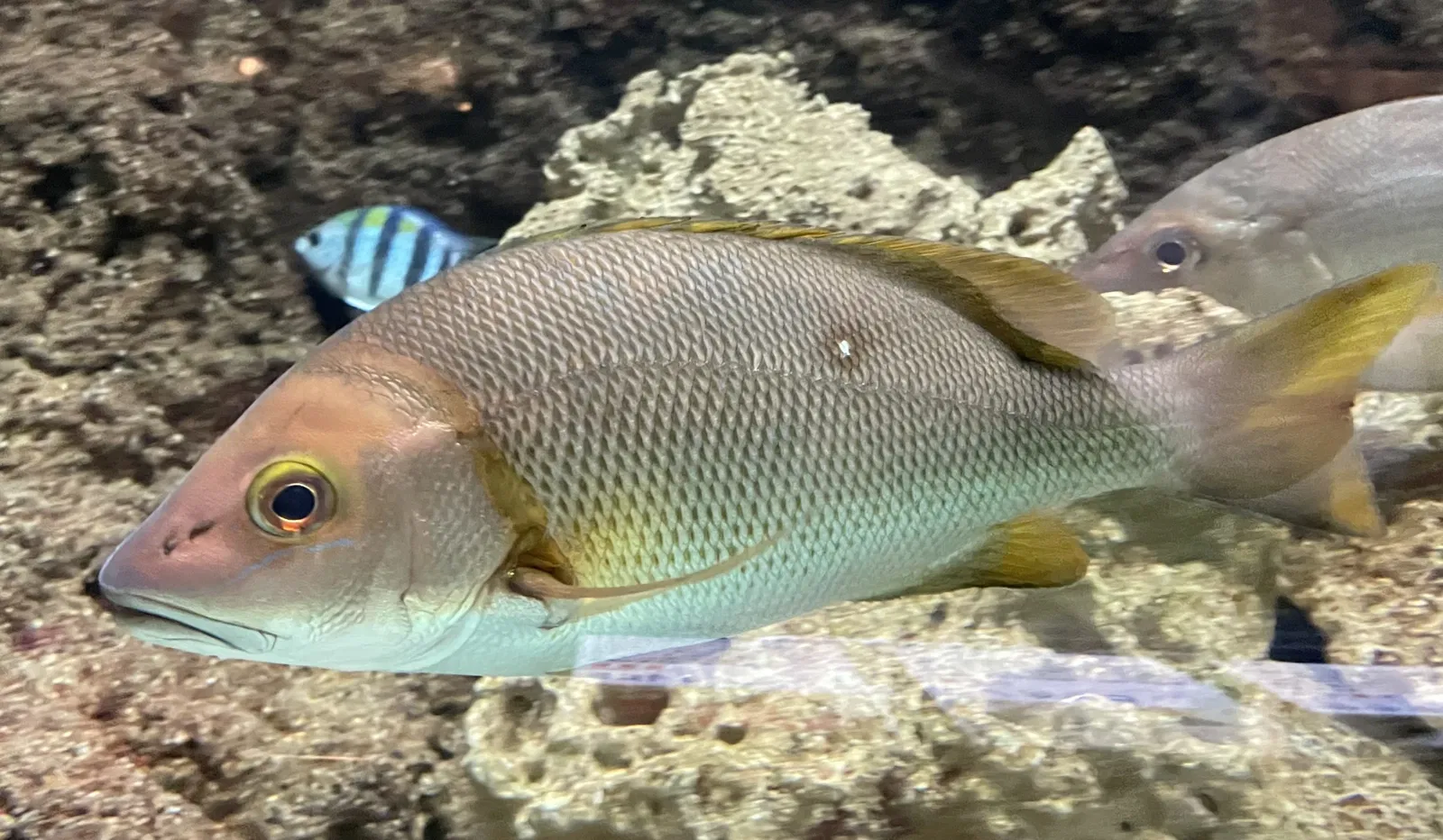 Wakayama Prefectural Museum of Natural History