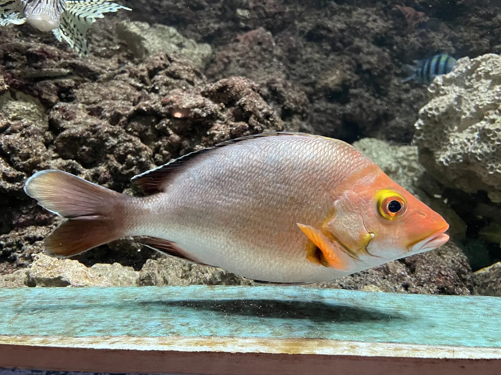 Wakayama Prefectural Museum of Natural History