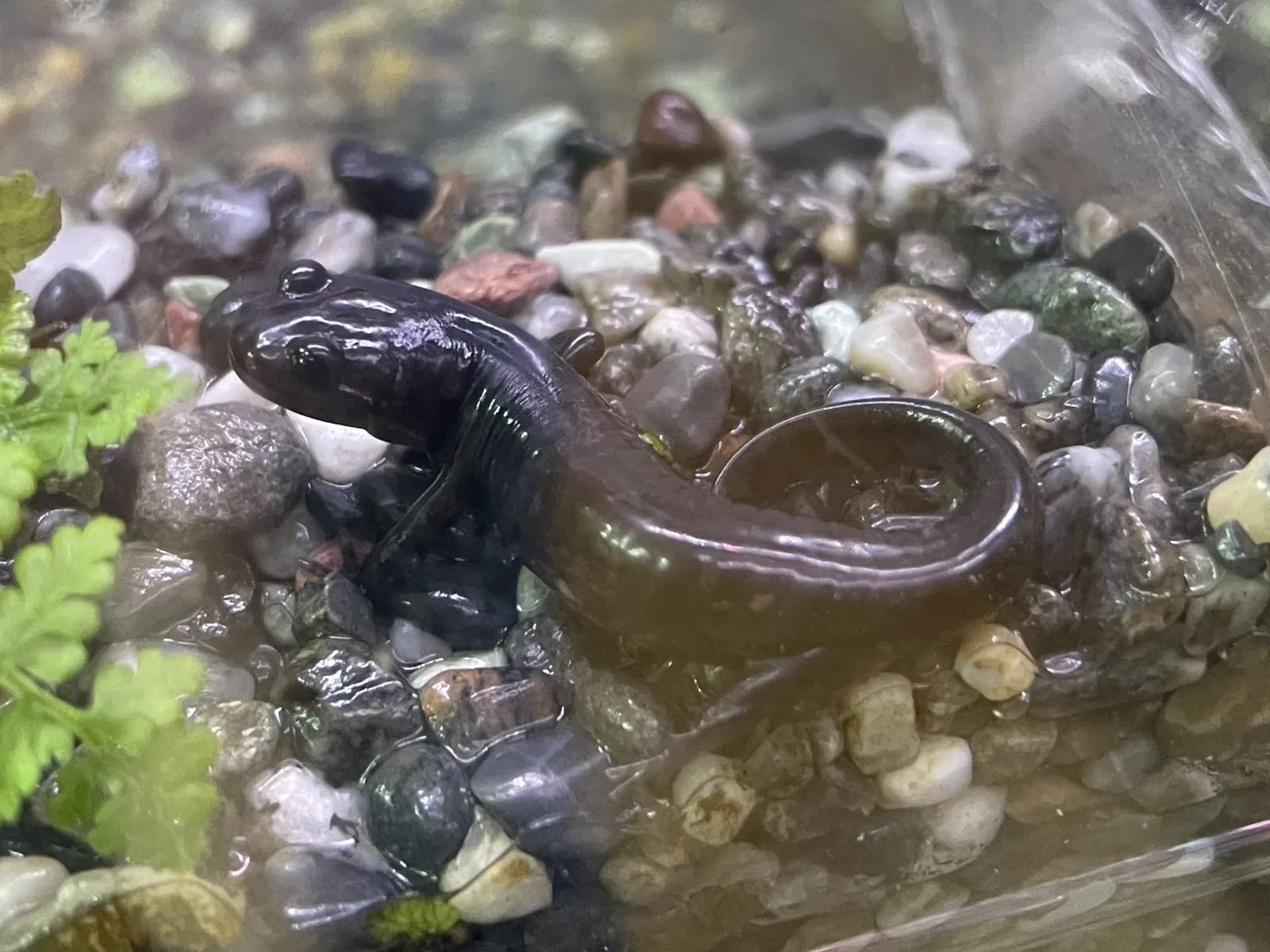 Wakayama Prefectural Museum of Natural History