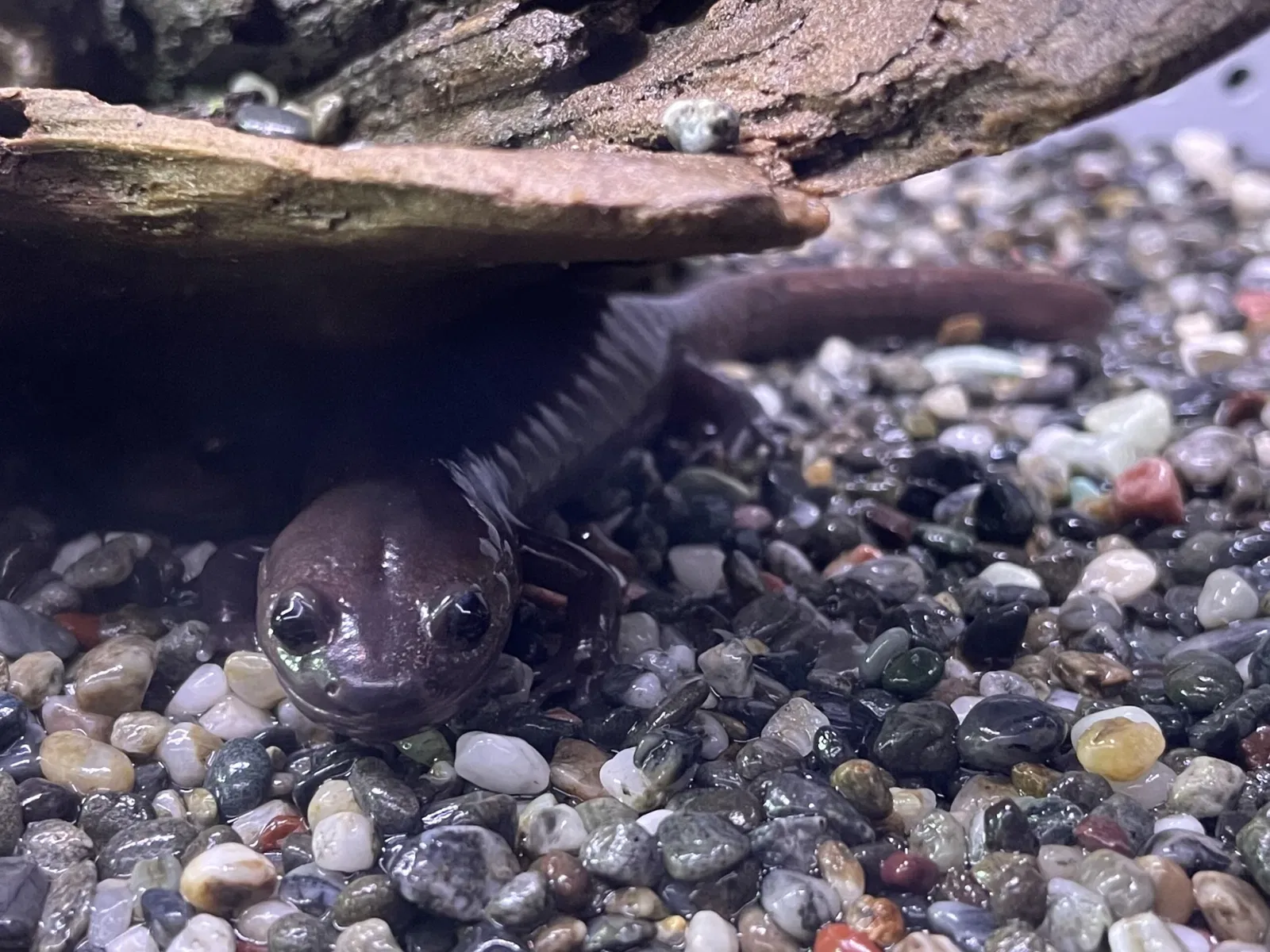 Wakayama Prefectural Museum of Natural History