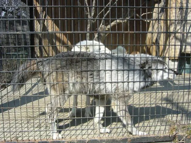 Hinotonton Zoo (Hamura Zoological Park)