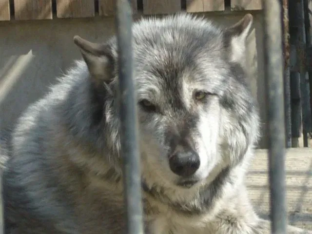 Hinotonton Zoo (Hamura Zoological Park)