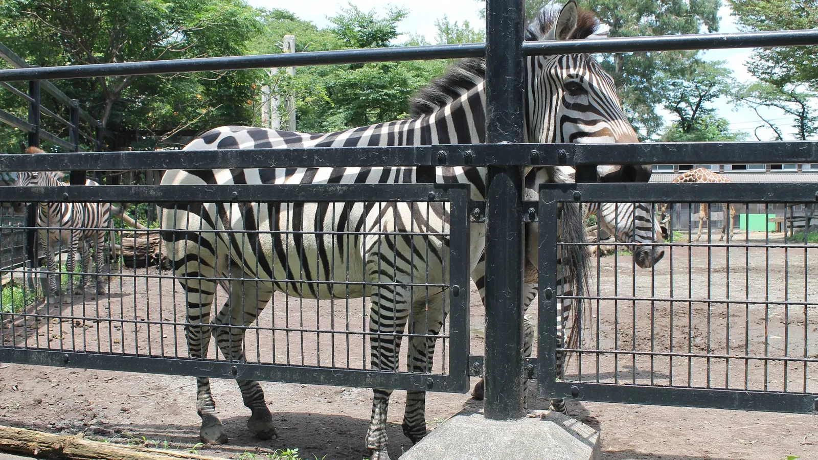 Hinotonton Zoo (Hamura Zoological Park)