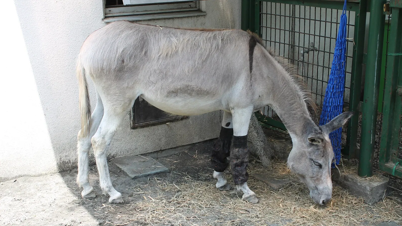 Hinotonton Zoo (Hamura Zoological Park)