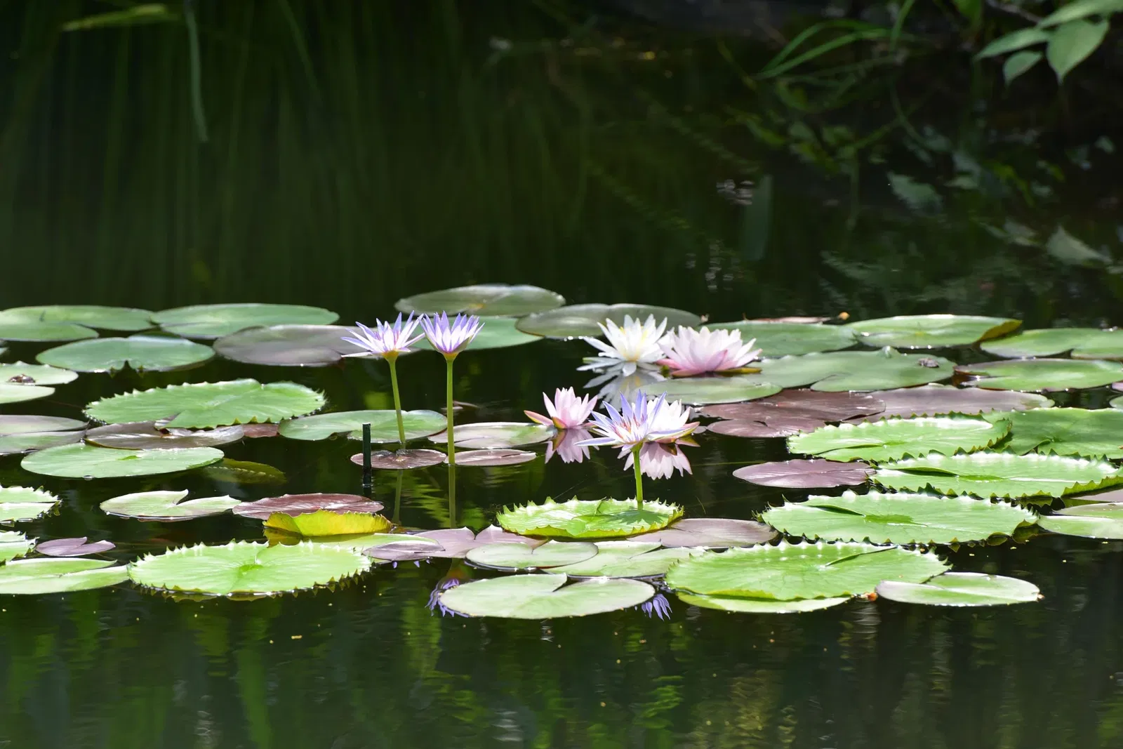 Kitagawa village "Monet's Garden" Marmottan