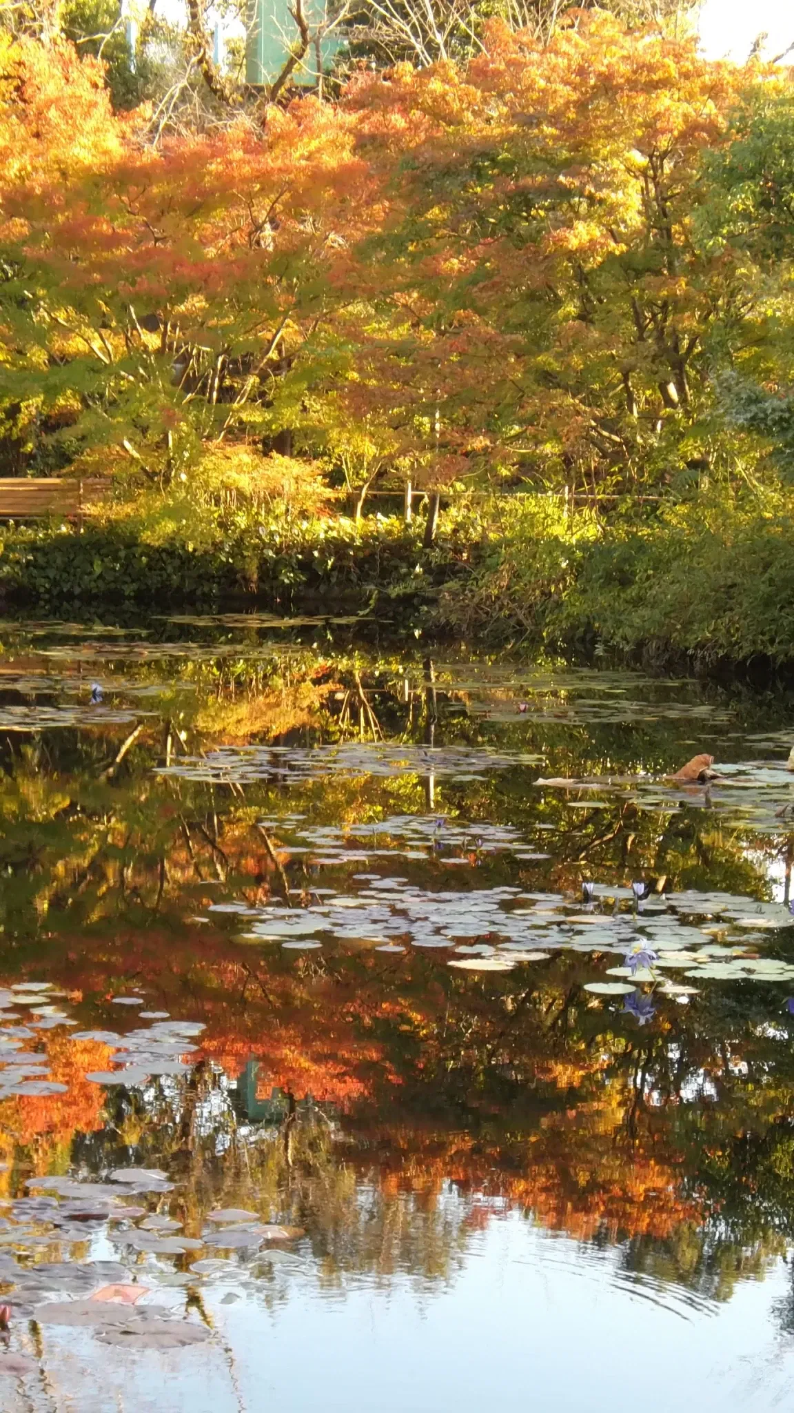 Kitagawa village "Monet's Garden" Marmottan