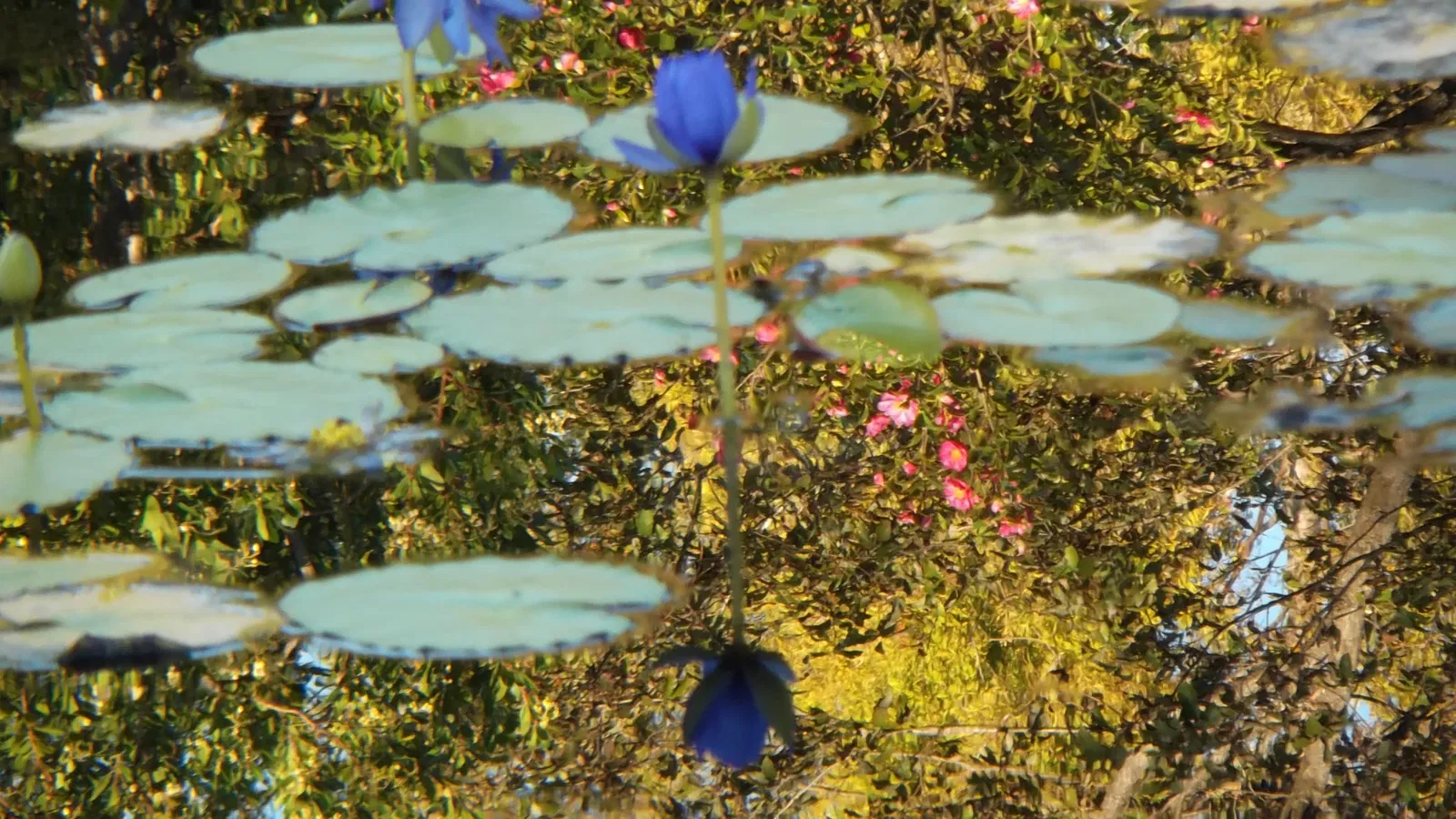 Kitagawa village "Monet's Garden" Marmottan