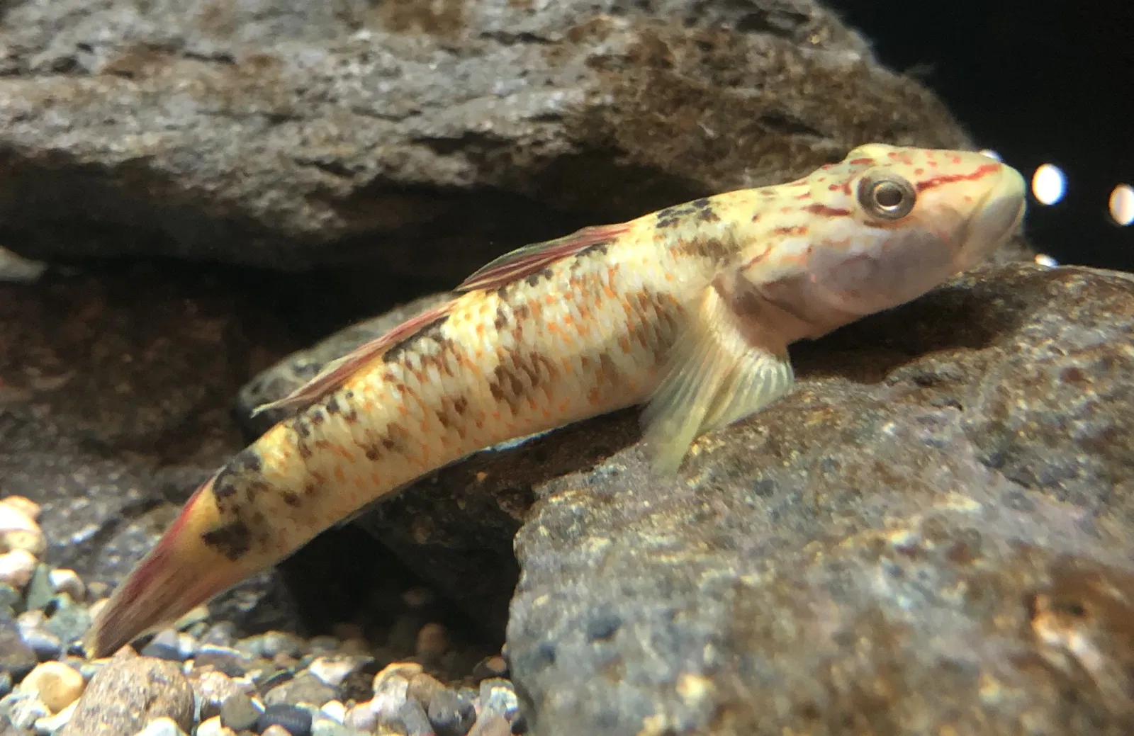 Yamanashi Prefectural Fuji-yuusui-no-sato & Mori-no-naka Aquarium