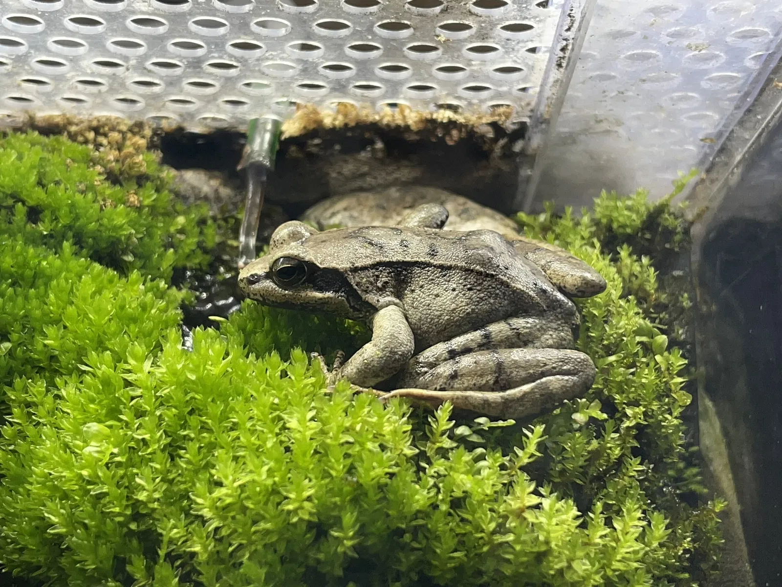 Yamanashi Prefectural Fuji-yuusui-no-sato & Mori-no-naka Aquarium