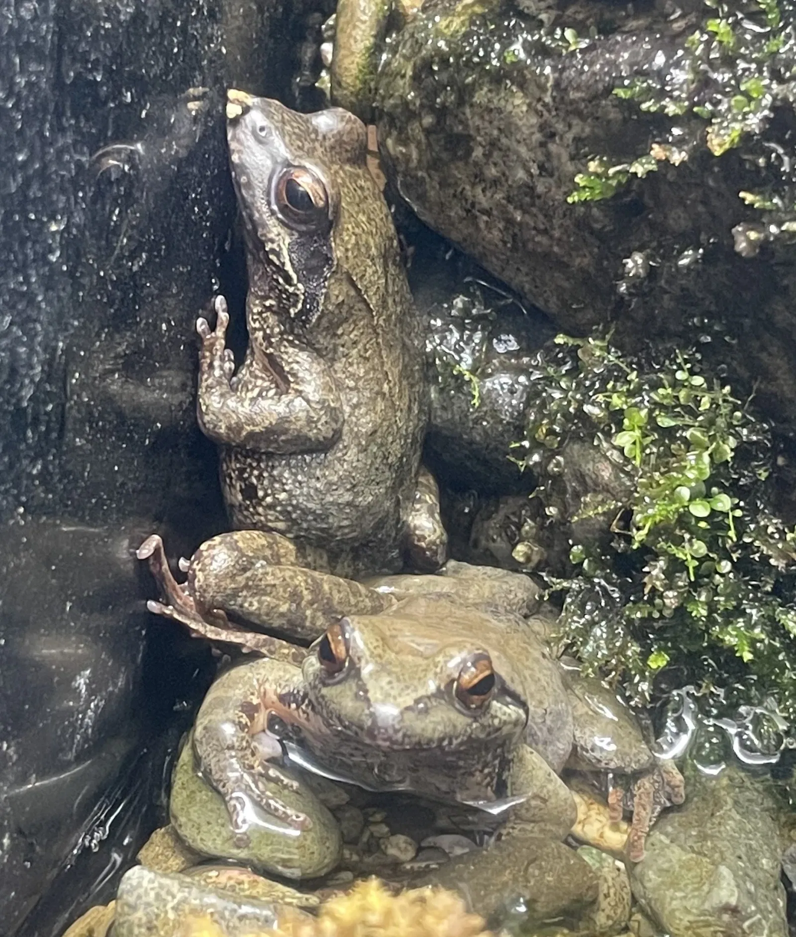 Yamanashi Prefectural Fuji-yuusui-no-sato & Mori-no-naka Aquarium